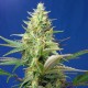 Насіння марихуани Sweet Pure CBD autofem. Sweet Seeds