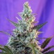 Семена марихуаны Sweet Skunk autofem. Sweet Seeds