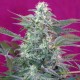 Насіння марихуани Big Foot fem. Sweet Seeds