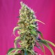 Семена марихуаны Black Jack CBD fem. Sweet Seeds