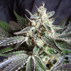Black Jack F1 Fast Version feminised (Sweet Seeds )