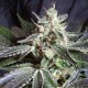 Семена марихуаны Black Jack fem. Sweet Seeds