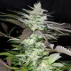 Семена марихуаны Black Jack fem. Sweet Seeds