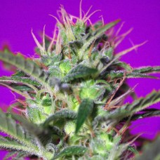 Botafumeiros feminised (Sweet Seeds )