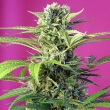 Chem Beyond Diesel CBD feminised (Sweet Seeds )