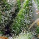 Насіння марихуани Chem Beyond Diesel CBD fem. Sweet Seeds
