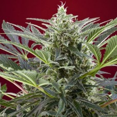 Cream 47 feminised (Sweet Seeds )