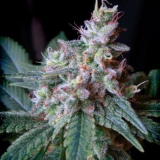 Cream Caramel feminised (Sweet Seeds )
