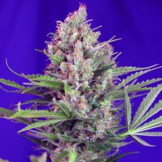 Cream Mandarine F1 Fast Version feminised (Sweet Seeds )
