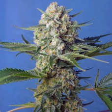 Crystal Candy F1 Fast Version feminised (Sweet Seeds )