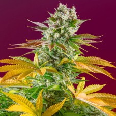 Gorilla Girl F1 Fast Version feminised (Sweet Seeds )