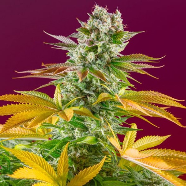 Насіння марихуани Gorilla Girl F1 Fast Version fem. Sweet Seeds