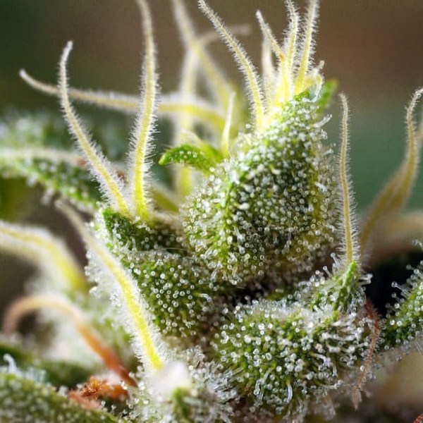 Насіння марихуани Gorilla Girl F1 Fast Version fem. Sweet Seeds