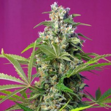 Gorilla Girl feminised (Sweet Seeds )