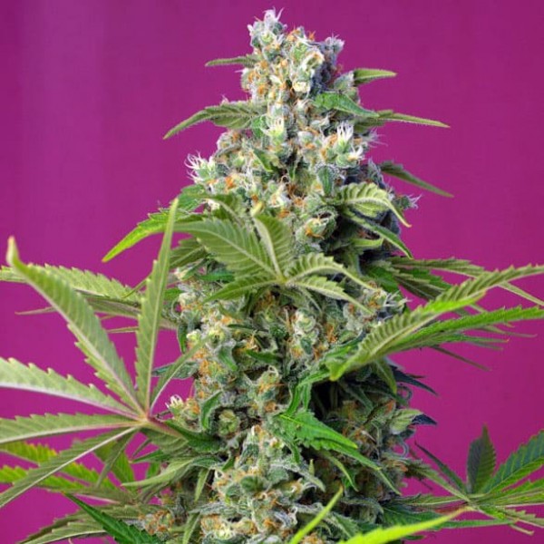 Насіння марихуани Gorilla Girl fem. Sweet Seeds