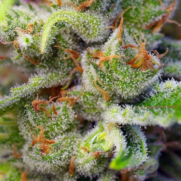 Насіння марихуани Gorilla Girl fem. Sweet Seeds