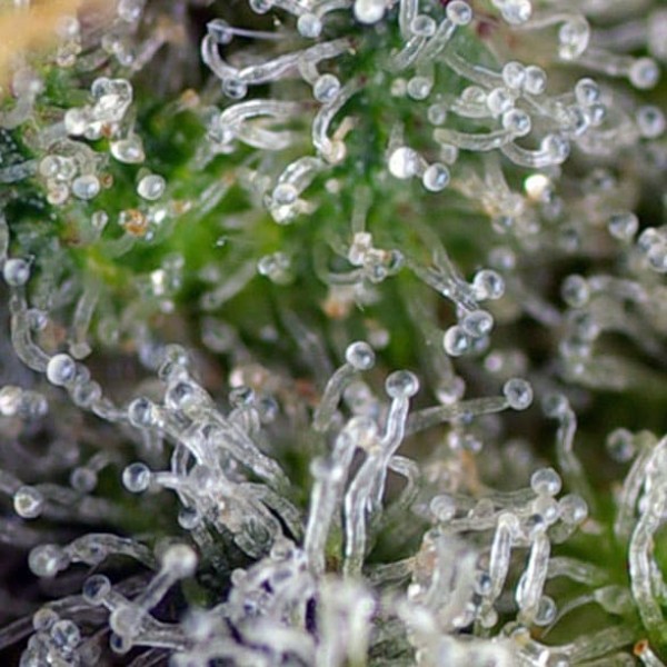 Насіння марихуани Gorilla Girl fem. Sweet Seeds