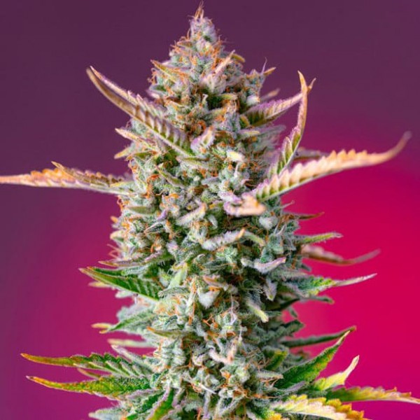 Семена марихуаны Gorilla Sherbet F1 Fast Version fem. Sweet Seeds