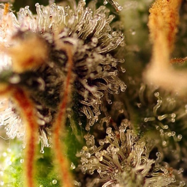 Семена марихуаны Gorilla Sherbet F1 Fast Version fem. Sweet Seeds