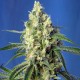 Семена марихуаны Green Poison CBD fem. Sweet Seeds