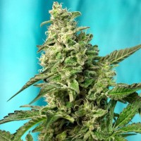 Green Poison F1 Fast Version feminised (Sweet Seeds )