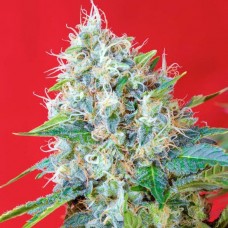 Green Poison feminised (Sweet Seeds )