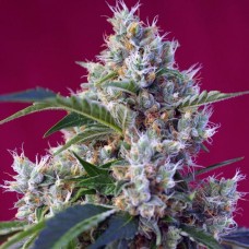 Indigo Berry Kush feminised (Sweet Seeds )