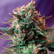 Jack 47 F1 Fast Version feminised (Sweet Seeds )