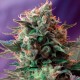 Насіння марихуани Jack 47 F1 Fast Version fem. Sweet Seeds