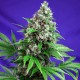 Насіння марихуани Killer Kush F1 Fast Version fem. Sweet Seeds