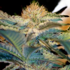 Mohan Ram feminised (Sweet Seeds )