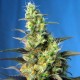 Насіння марихуани NYC Diesel CBD fem. Sweet Seeds