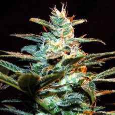 NYC Diesel feminised (Sweet Seeds )