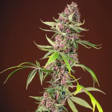 Red Mandarine F1 Fast Version feminised (Sweet Seeds )