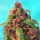 Насіння марихуани Red Mandarine F1 Fast Version fem. Sweet Seeds
