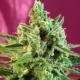 Насіння марихуани S.A.D. Sweet Afgani Delicious CBD fem. Sweet Seeds
