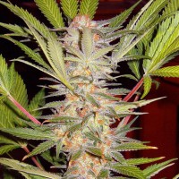 S.A.D. Sweet Afgani Delicious S1 feminised (Sweet Seeds )