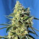 Насіння марихуани Sweet Amnesia Haze fem. Sweet Seeds