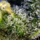 Насіння марихуани Sweet Amnesia Haze fem. Sweet Seeds