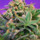 Насіння марихуани Sweet Cheese F1 Fast Version fem. Sweet Seeds