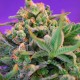 Насіння марихуани Sweet Cheese fem. Sweet Seeds