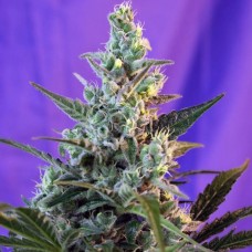 Sweet Skunk F1 Fast Version feminised (Sweet Seeds )