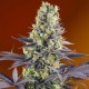 Насіння марихуани Sweet Zenzation fem. Sweet Seeds