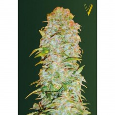 AK-77V auto feminised (Victory Seeds)