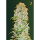 Семена марихуаны AK-77V autofem. Victory Seeds