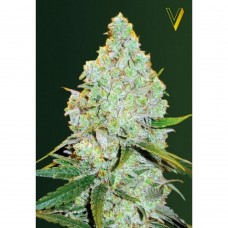 Amnesia Haze auto feminised (Victory Seeds)
