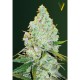Семена марихуаны Amnesia Haze autofem. Victory Seeds