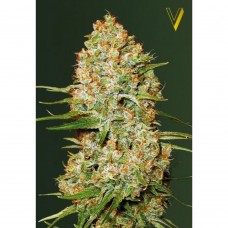 Amnesium auto feminised (Victory Seeds)