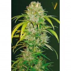 Big Angel auto feminised (Victory Seeds)