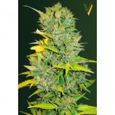 Biggest Bud auto feminised (Victory Seeds)
